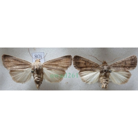 Hoplodrina blanda (Denis & Schiffermüller, 1775) pair Czech80j
